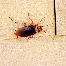 Gel Baits: A Safe and Effective Solution to Cockroach Infestation