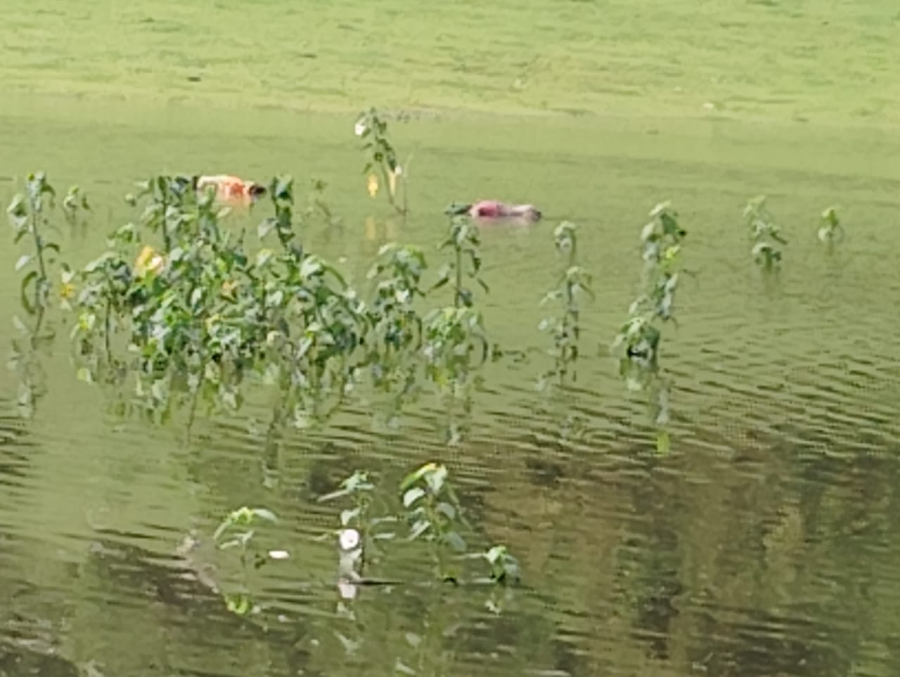 Mother, daughter and granddaughter who went to collect Khukhri died by drowning