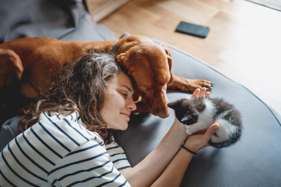 Owning a Dog May Get Costlier: Government Plans Stricter Rules for Pet Owners