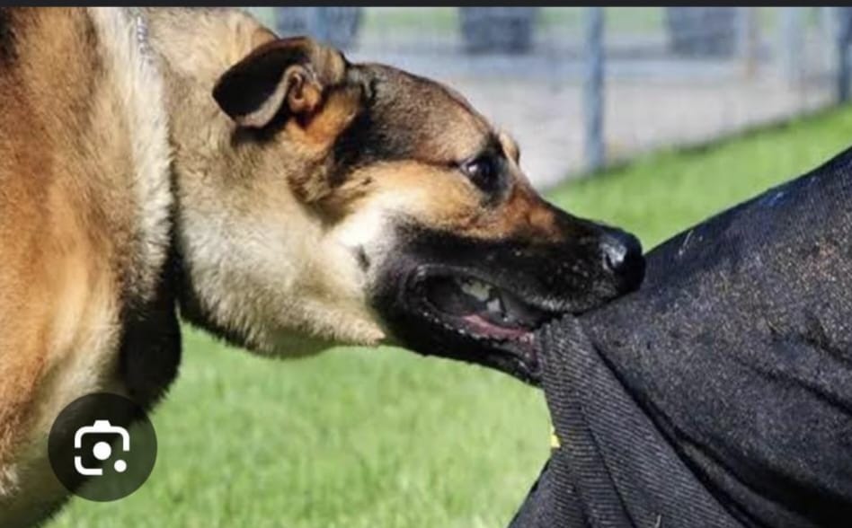 Rabid Dog Terrorizes Ranchi, 17 Injured Including Schoolchildren