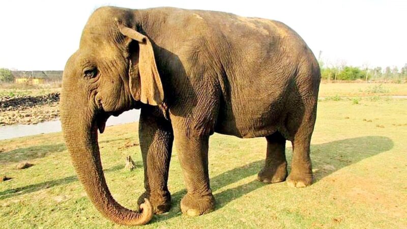 Elephant Worth ₹1 Crore Stolen in Palamu, Tracker Chip May Help in Recovery