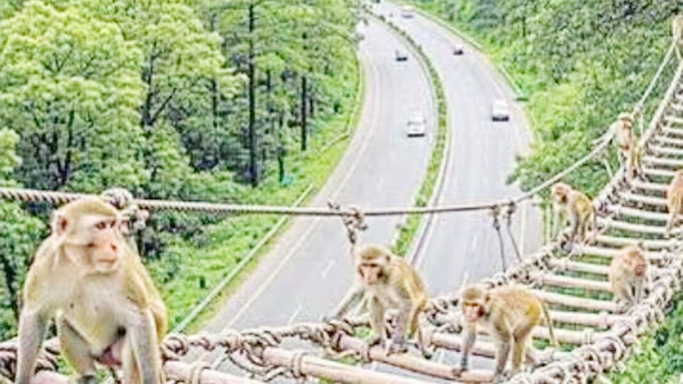Monkey Ladders to Be Installed Over Delhi-Dehradun Expressway to Prevent Wildlife Accidents