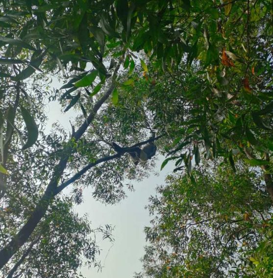 Farmer Found Hanging from Tree in East Singhbhum, Missing for Two Days