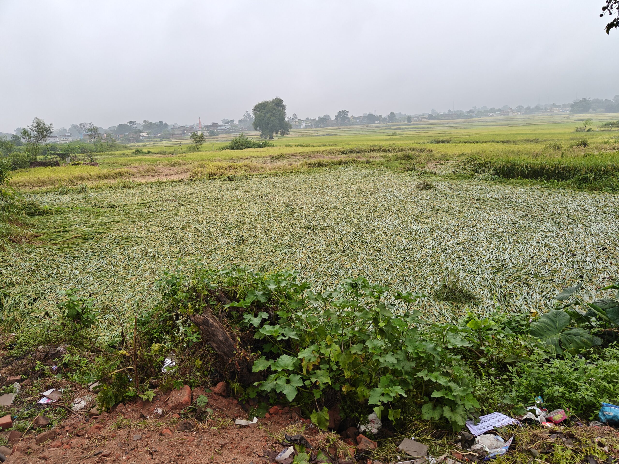 Heavy Rain Damages Crops in Ramgarh, Farmers Suffer Major Losses