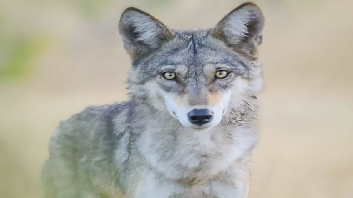 Wolf Snatches Sleeping Child at Night, Mother Chases but Fails to Save Him