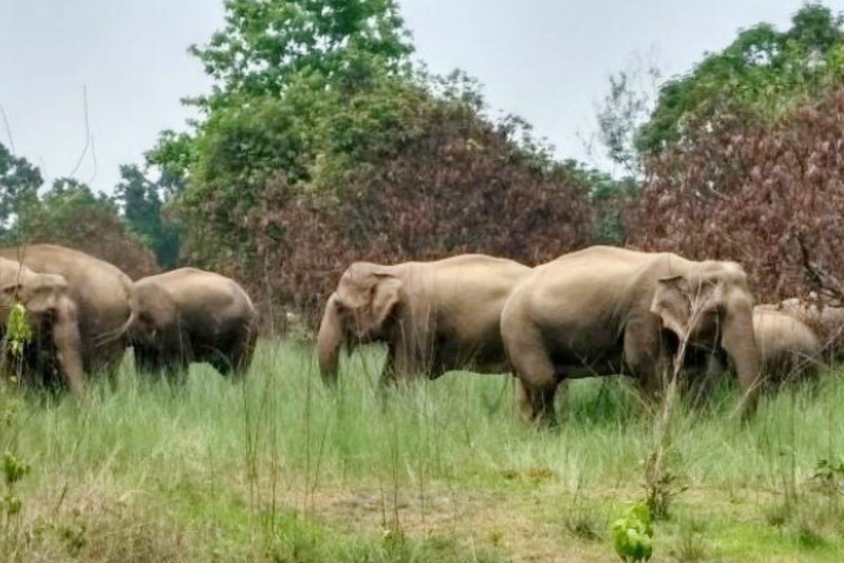 Elephant terror in Ramgarh: Four people trampled to death in one day