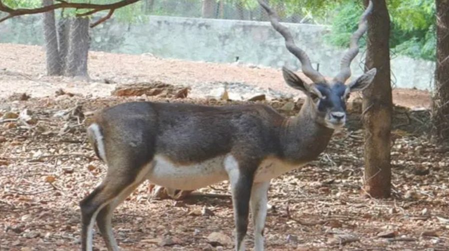 Mystery Infection Kills 10 Blackbucks at Tata Steel Zoological Park