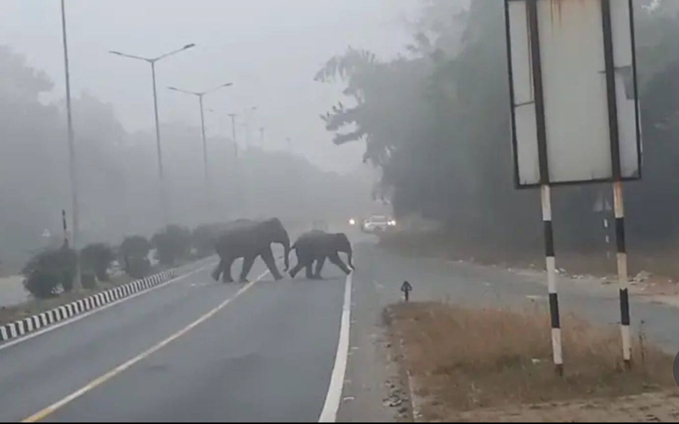 Wild Elephants Stray onto NH-33, Traffic Comes to a Standstill in Ramgarh