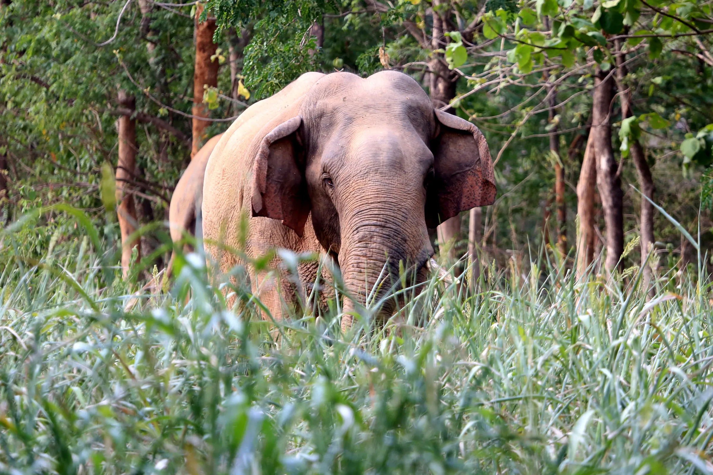 Elephant Attack in Goilkera Kills Father and Two Children