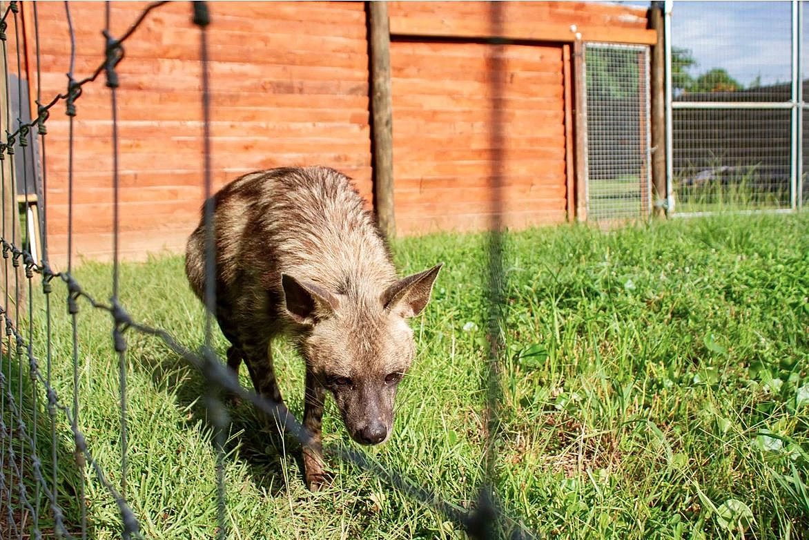 Hyena Enters School in Ranchi’s Silli; 100 Students Safe, Animal Rescued