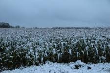 Frost Covers Fields in Jharkhand, Cold Wave Alert Issued for 6 Districts