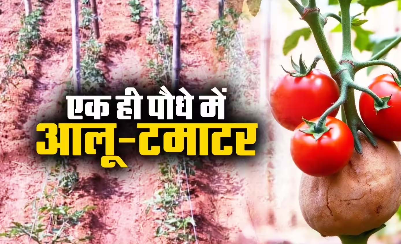 Pomato & Brimato: Two Crops from One Plant in ICAR Breakthrough