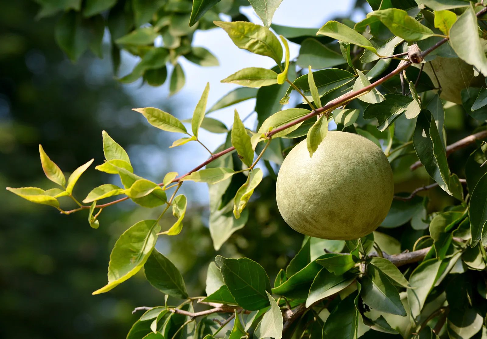 Bael Fruit Is Rich in Medicinal Properties