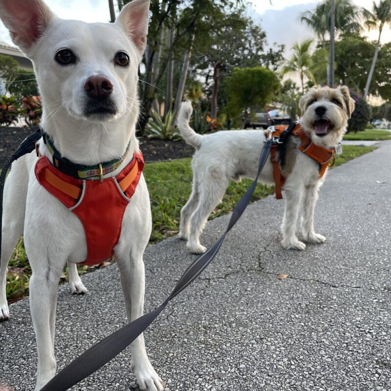 Hotels, Lodges and Pet Dogs to Be Registered by JNAC