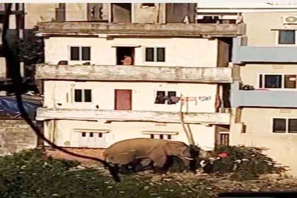 Wild Elephant Enters Hatia Area of Ranchi, Panic Among Residents