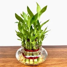 5 Must-Have Items on Your Office Desk to Boost Positivity and Career Growth