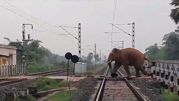 Railway Track to Be Diverted from Tiger and Elephant Corridor in Jharkhand