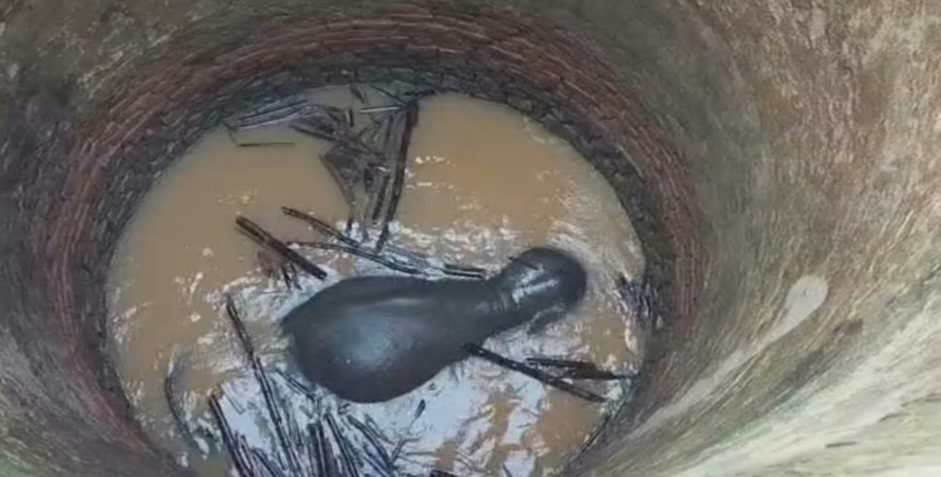 Wild Elephant Falls Into Well in Ranchi, Rescue Operation Underway