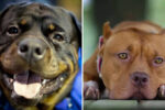 Cracks Down on Pet Dog Owners: Registration Mandatory, Special Rules for Pit Bulls and Rottweilers