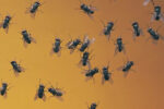 Flies Keep Entering Your Home During Summer and Monsoon? Follow These 8 Simple Tips