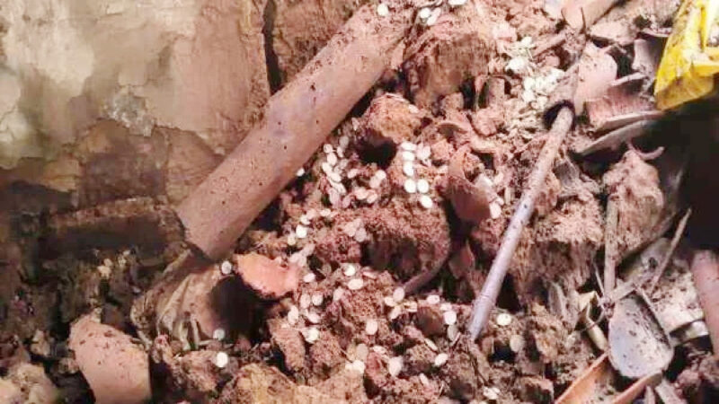 Old Silver Coins Found in Debris After Mud House Collapses Due to Heavy Rain in Hazaribagh