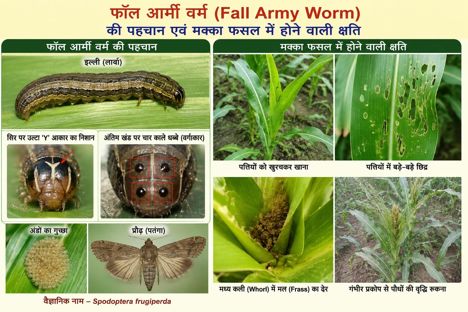 Fall Armyworm Threatens Maize Crop, Agriculture Department Alerts Farmers