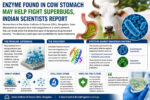 Cow Stomach Enzyme Shows Promise Against Superbugs in Indian Study