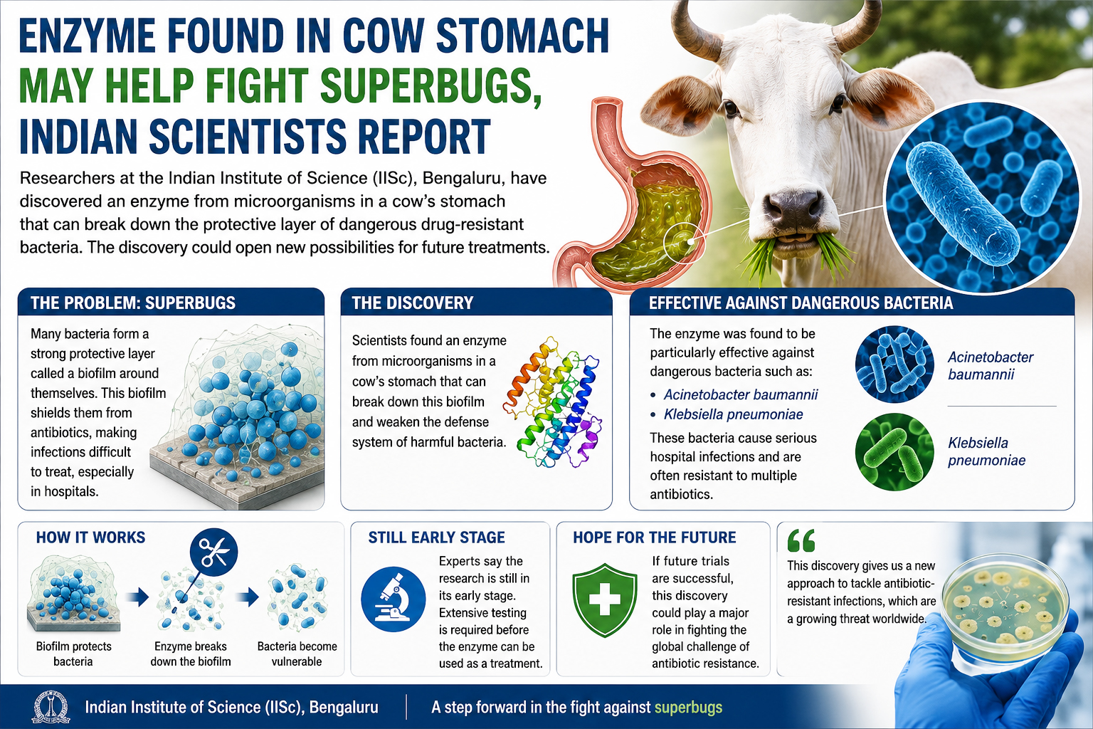 Cow Stomach Enzyme Shows Promise Against Superbugs in Indian Study