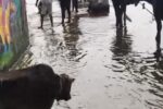 Akbarnagar Flood: Shrirampur Ring Embankment Collapses, 7,000 Affected