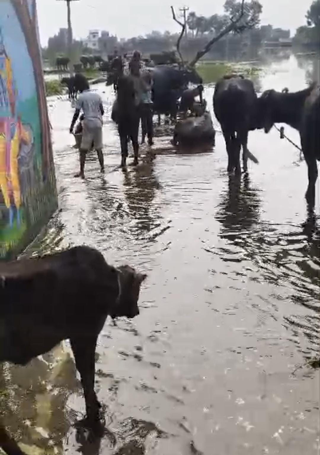 Akbarnagar Flood: Shrirampur Ring Embankment Collapses, 7,000 Affected