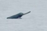 Bhagalpur Ganga Dredging Plan Raises Concern Over Dolphin Habitat