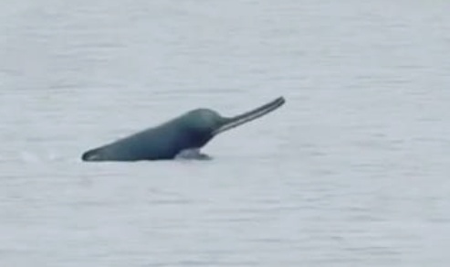 Bhagalpur Ganga Dredging Plan Raises Concern Over Dolphin Habitat