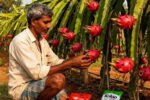 Dragon Fruit Farming Is Changing Farmers’ Identity in Bihar