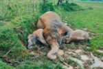 Three Elephants Found Dead in Paddy Field, Electric Shock Suspected