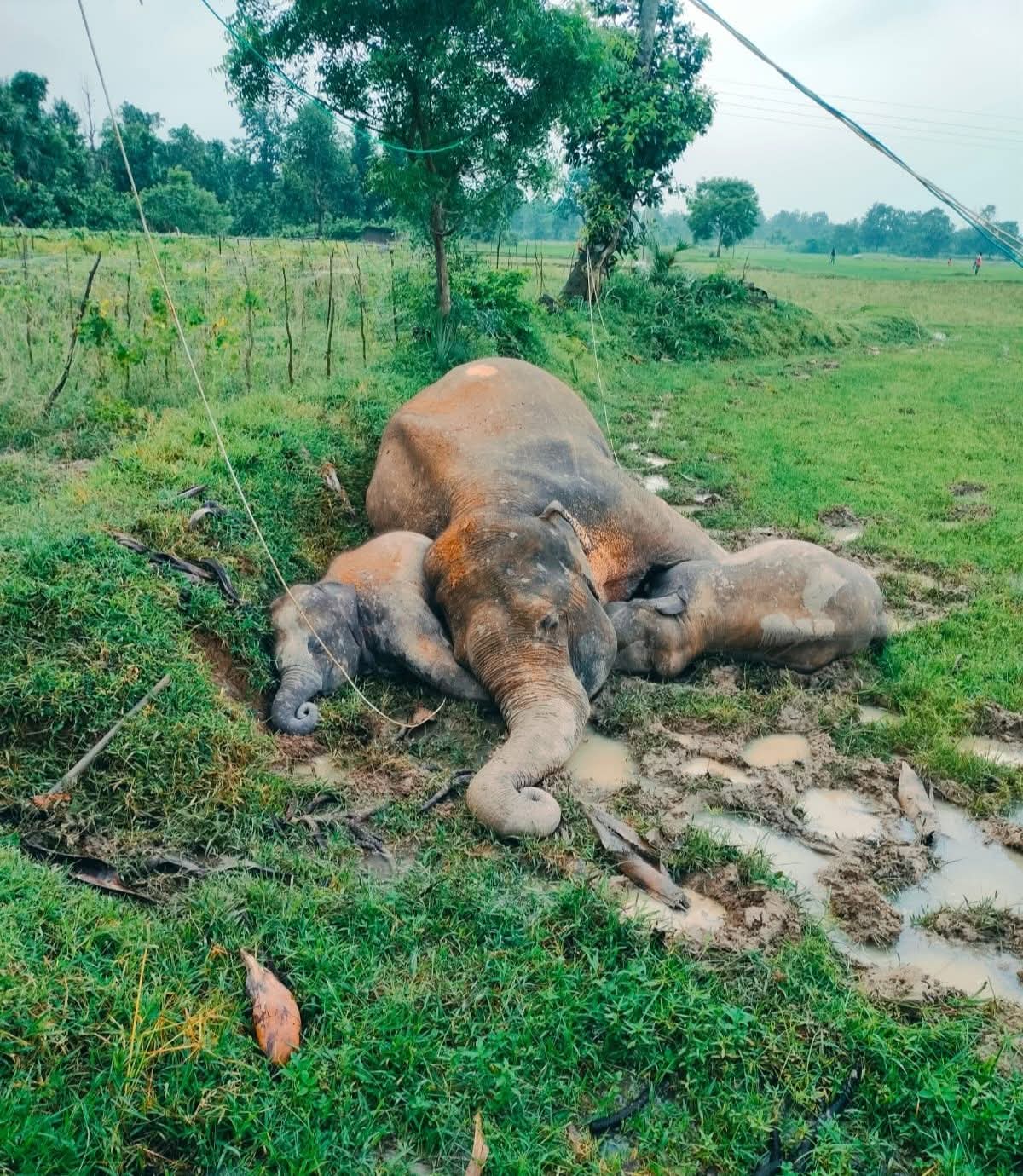 Three Elephants Found Dead in Paddy Field, Electric Shock Suspected