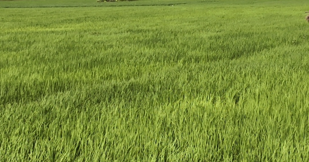 GI-Tagged Katarni Rice Crop Submerged in Floodwater in Bhagalpur