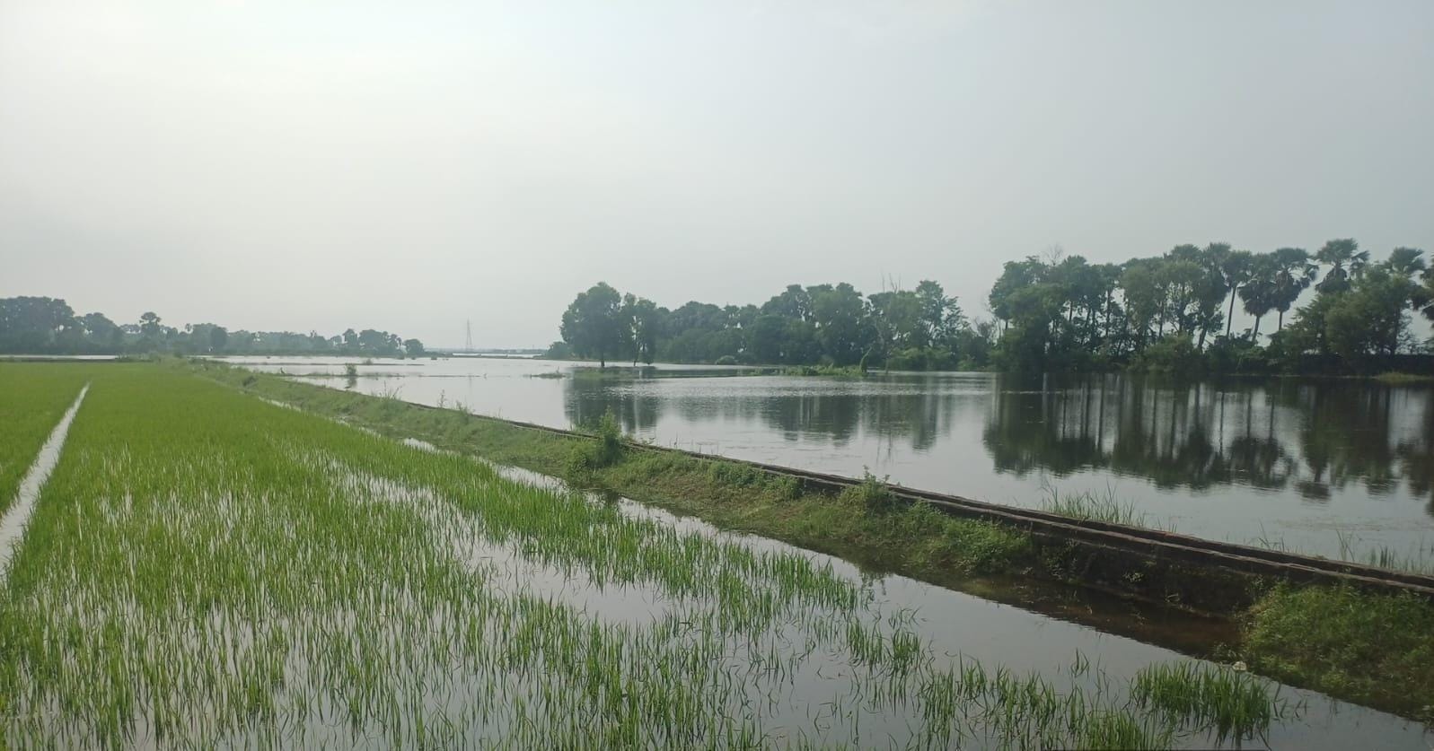BAU Sabour Paddy Fields Under Water, Breeder Seed Production Affected