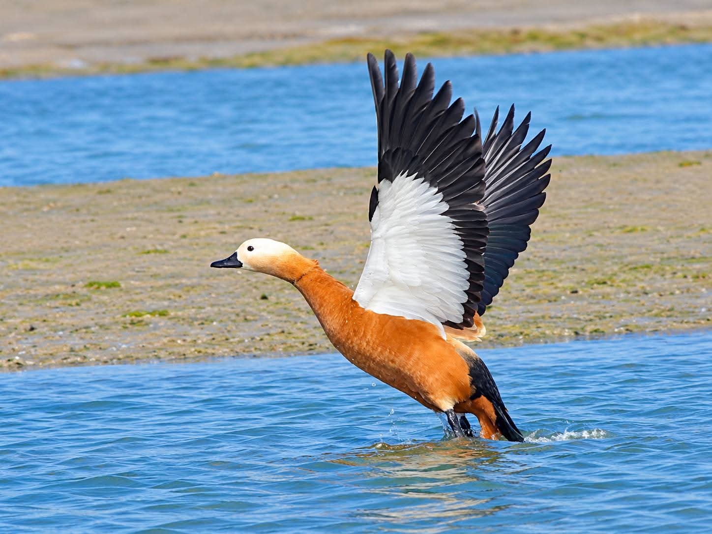 Bhagalpur Ganga Welcomes Migratory Ruddy Shelducks in Winter