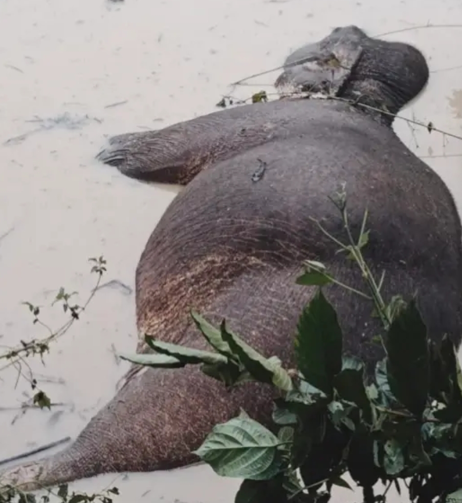 Elephant Dies After Falling into a Pit; Forest Department Launches Investigation
